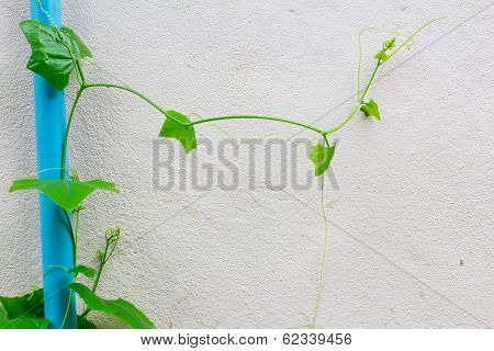 Ivy Gourd Thai Vegetable (coccinia Grandis (l.) Voigt : Science Name)