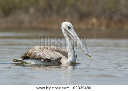 Pink-backed Pelican Serenely Floating By