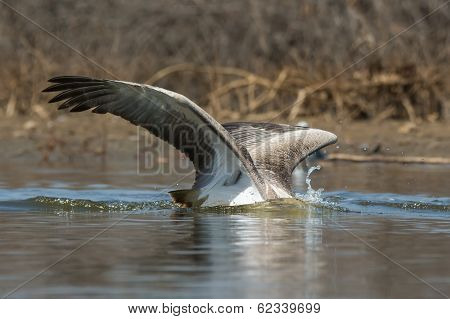 Pink-backed Pelican With Its Head Under Water Diving For Fish
