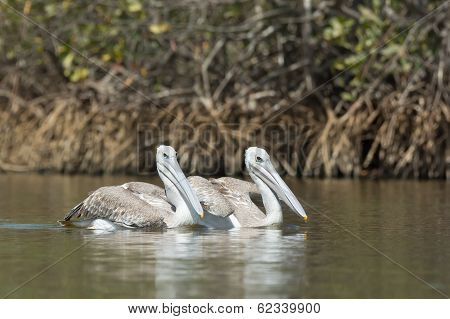 Two Pink-backed Pelicans Floating In The Mangroves