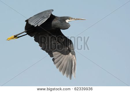 Western Reef Heron (egretta Gularis) In Flight