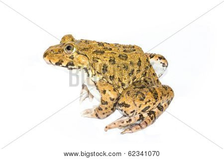 Frog On A White Background