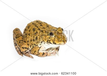 Frog On A White Background