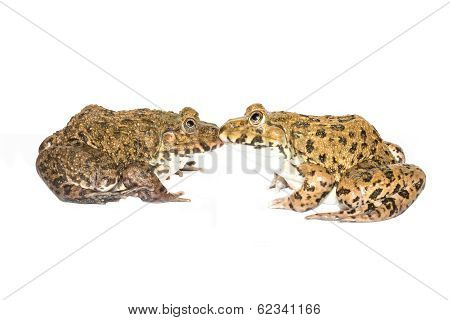 Frog On A White Background