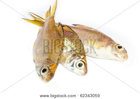 Freshwater White Background