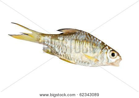 Freshwater White Background.