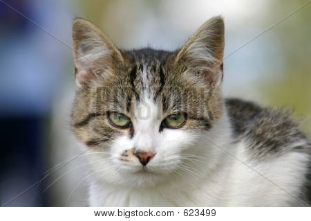 кошка