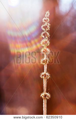 Forest plant backlit