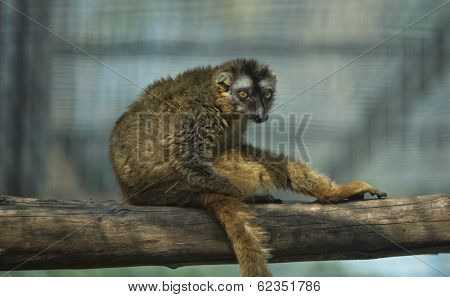 Sitting On Branch