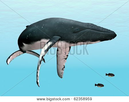 Humpback Whale