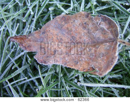 Mroźny liści