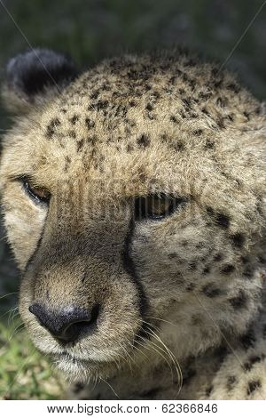 Cheetah