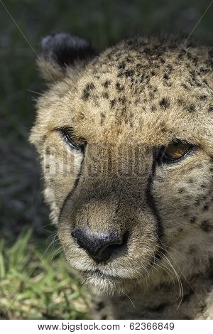 Cheetah