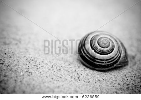 Caracol na praia