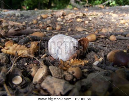 Snigel skal