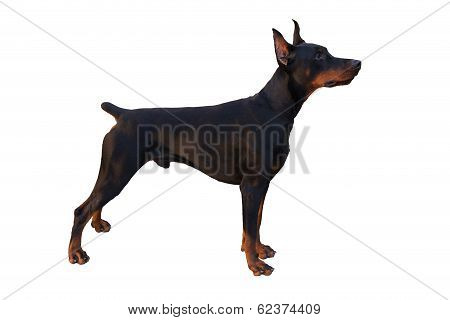 Doberman Pinscher