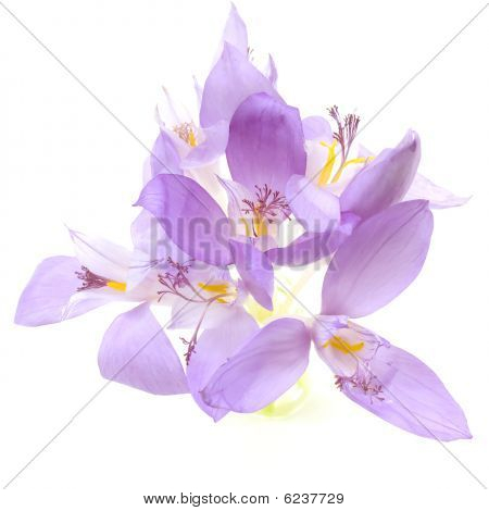 Crocus Banaticus