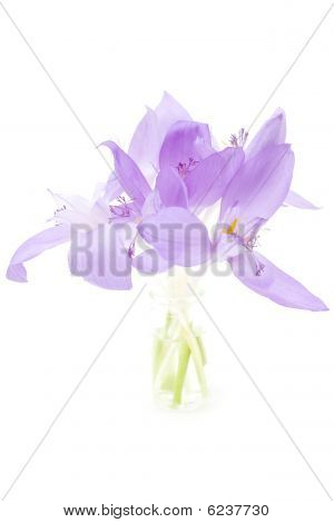 Crocus Banaticus