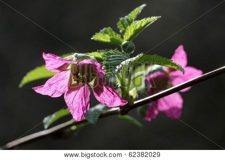 Salmonberry Flowers