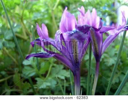 Lily fioletowy
