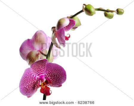 Orchid