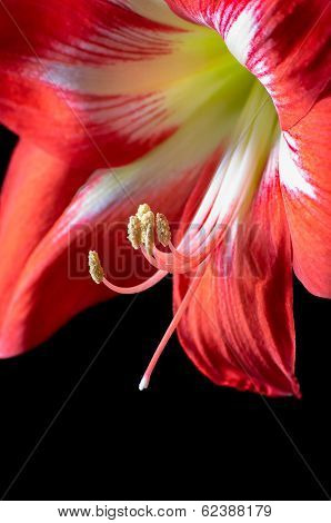 Red Amarilis Flower