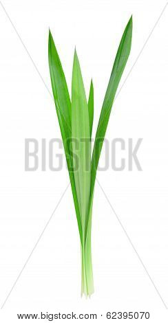 Pandanus Palm , Fragrant Pandan , Pandom Wangi
