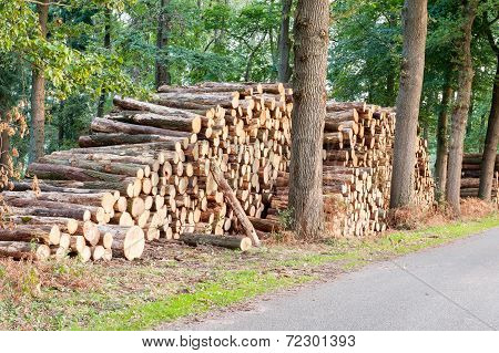 Tree Logs Piled Up Near A Forest Road