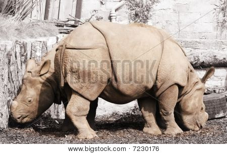 Rhino