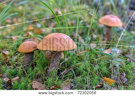 Three Orange-cap Boletus