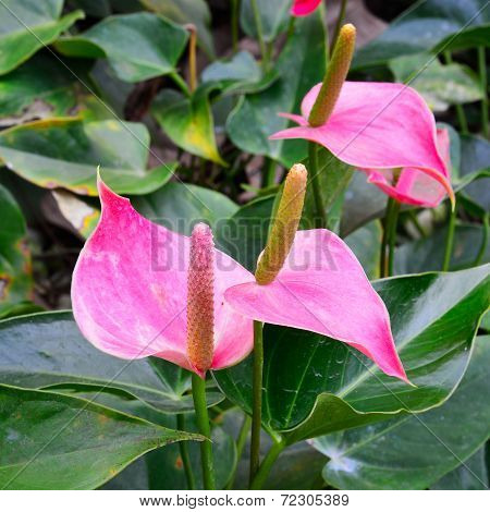 Spadix Flower In Rain Forest