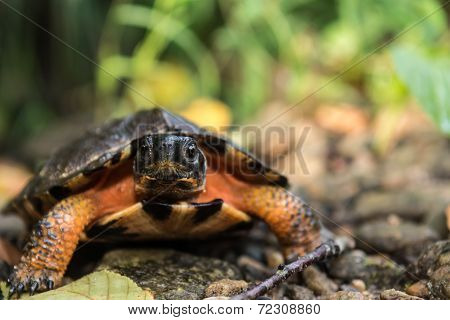 Wood Turtle