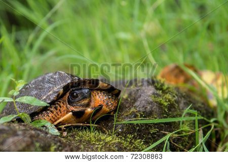 Wood Turtle