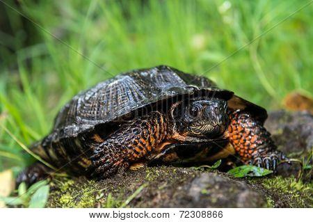 Wood Turtle