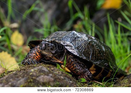Wood Turtle