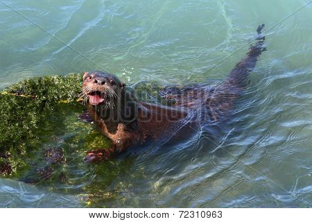River Otter (lontra Canadensis)