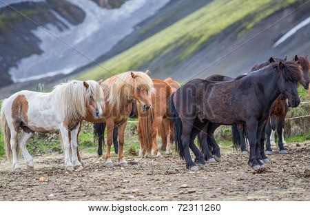 Side view of Icelandic horses group in Landmannalugar