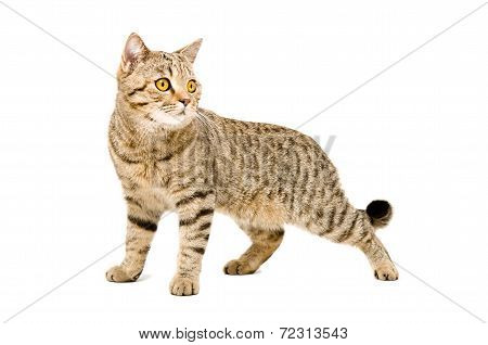 Portrait Scottish Straight cat