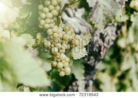 Fresh Organic Grape On Vine Branch