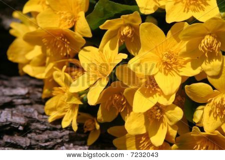 มาร์ช Marigolds