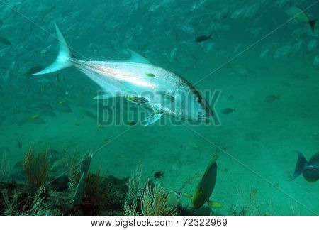 Amberjack