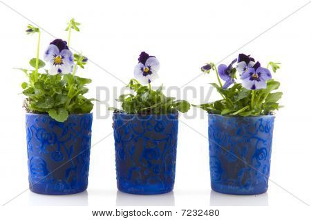 Violets สีน้ำเงิน