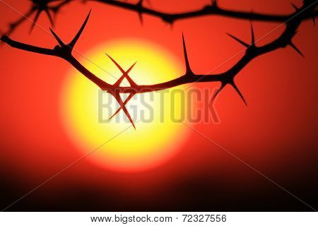 Red Thorn Sunset - Nature Background of Defense