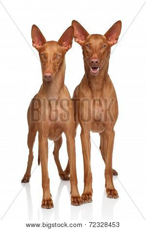 Pharaoh Hounds