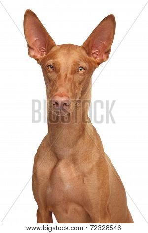 Pharaoh Hound On Isolated White Background