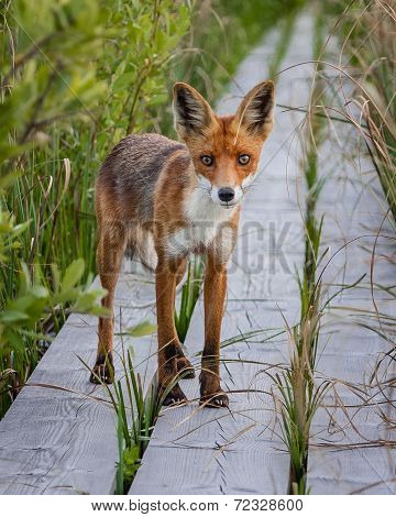 Fox looking into camera