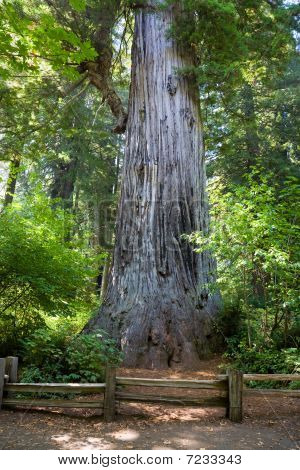 General Grant Tree