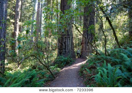 Redwood National Park
