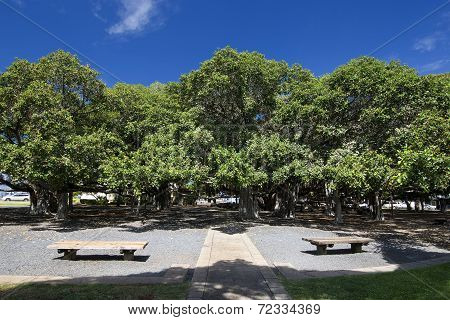 Banyan tree in courtyard square. Lahaina Harbor on Front street, Maui, Hawaii