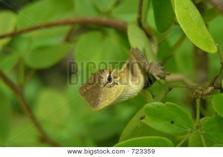 Lizard